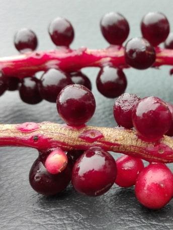 The schisandra berries are picked by hand