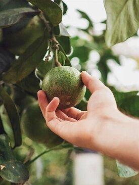 PERU - AVOCADO